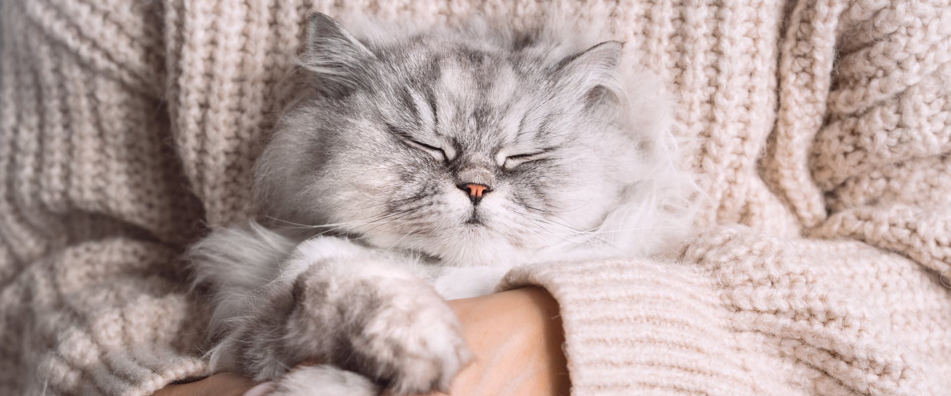 Long term best sale cat sitting